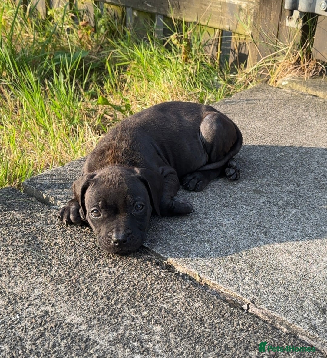 Staffordshire Bull Terrier dogs for sale: Staffordshire Bullterrier pups! - Image 4