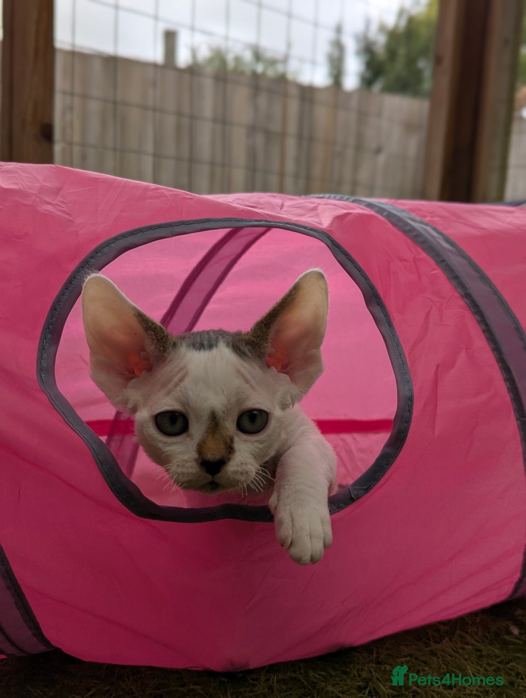 Devon Rex cats for sale: Two cuddlebugs- literally sticker cats available❤️ - Image 7