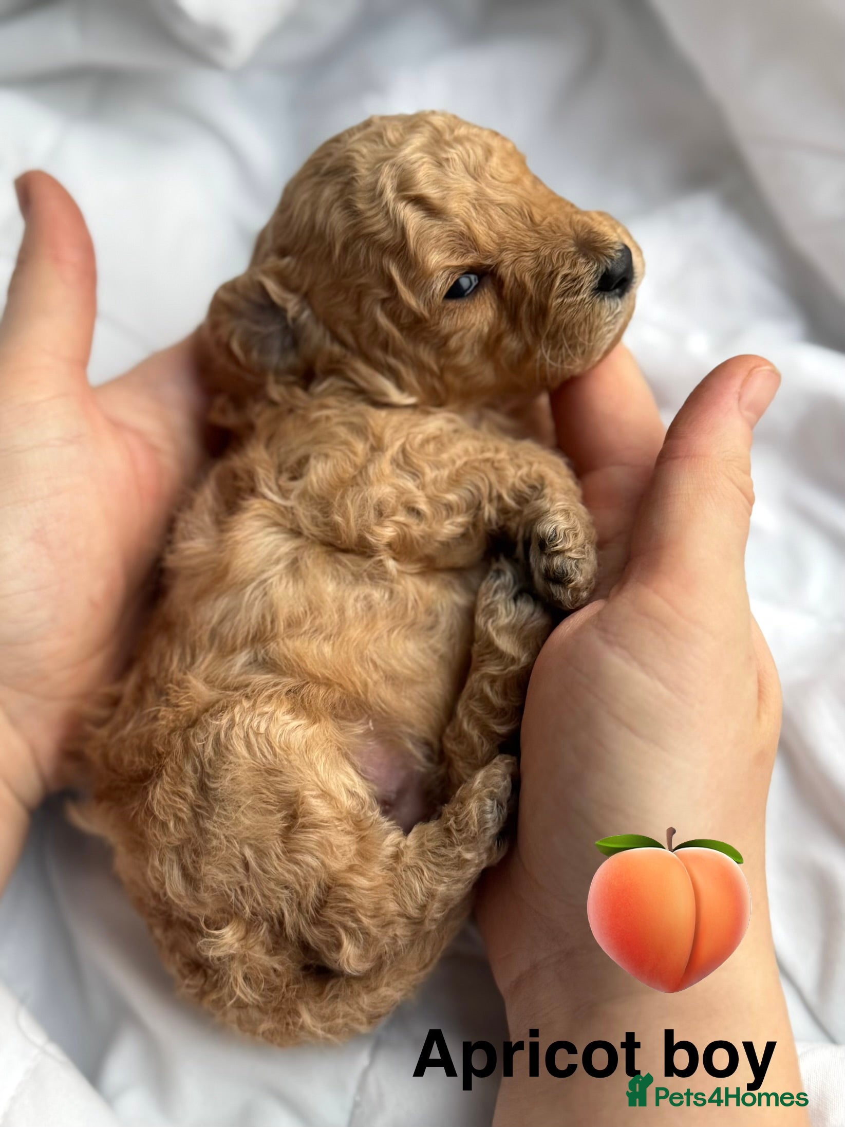 Miniature Poodle dogs 🐶Miniature poodle pup 🐶 - Advert 15