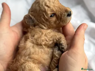 Miniature Poodle dogs 🐶Miniature poodle pup 🐶 - Advert 15