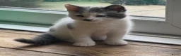 Mixed Breed cats for sale: Male kitten  - Advert 2