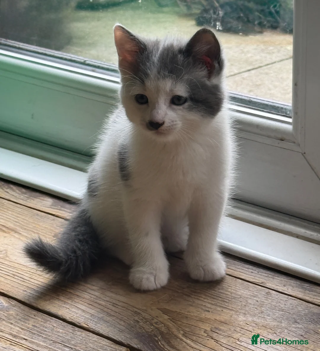 Mixed Breed cats for sale: Male kitten  - Advert 2