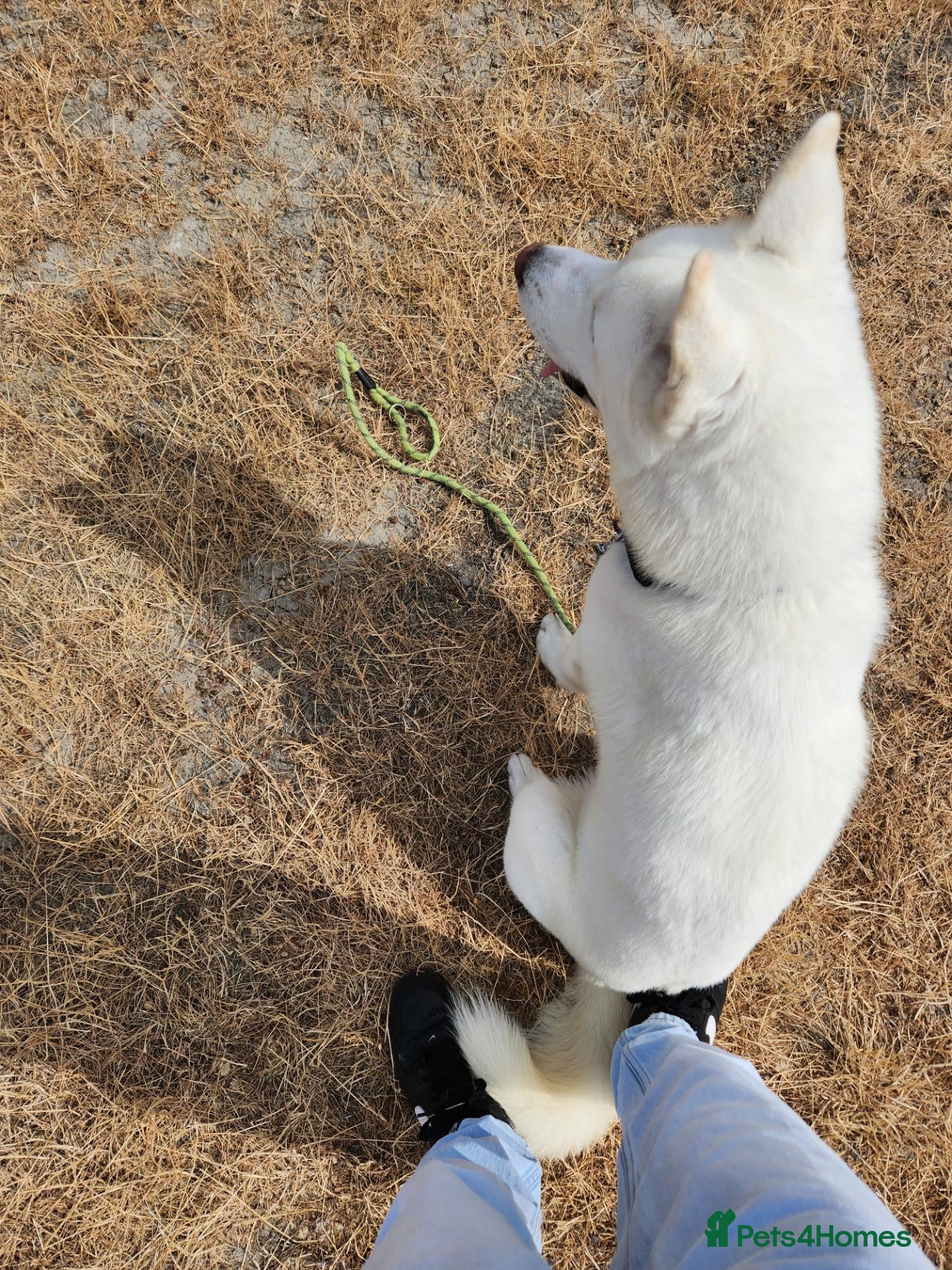 Siberian Husky dogs 1 year old  - Advert 1