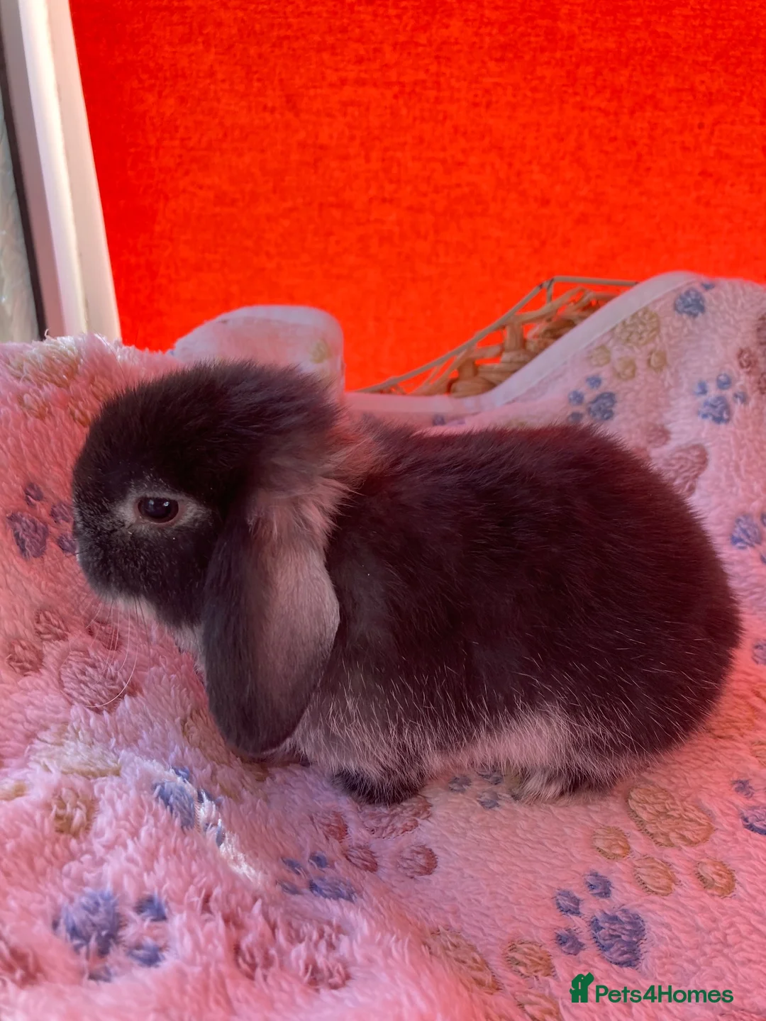 Mini Lop rabbits for sale: Adorable pure bred mini lops - Advert 11