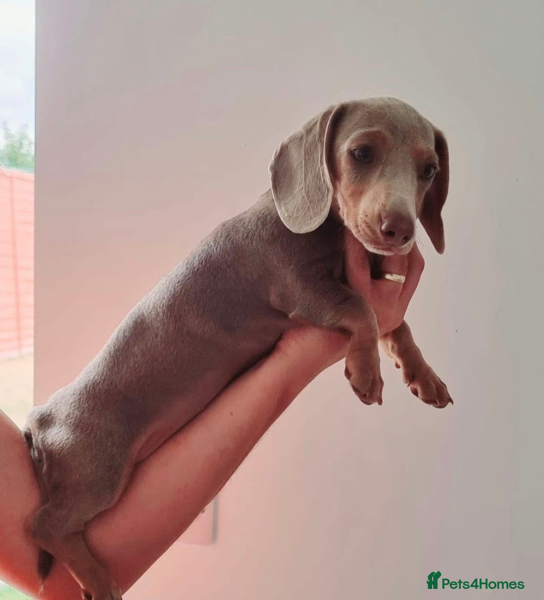 Miniature Dachshund dogs for sale: miniature pedigree dachshund for sale  - Advert 1