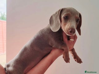 Miniature Dachshund dogs miniature pedigree dachshund for sale - Advert 1