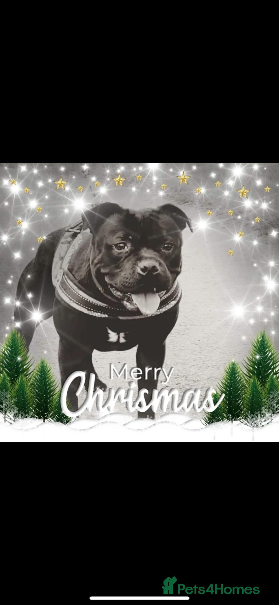 Staffordshire Bull Terrier dogs for stud: STORM FOR STUD in Newton Aycliffe - Advert 8