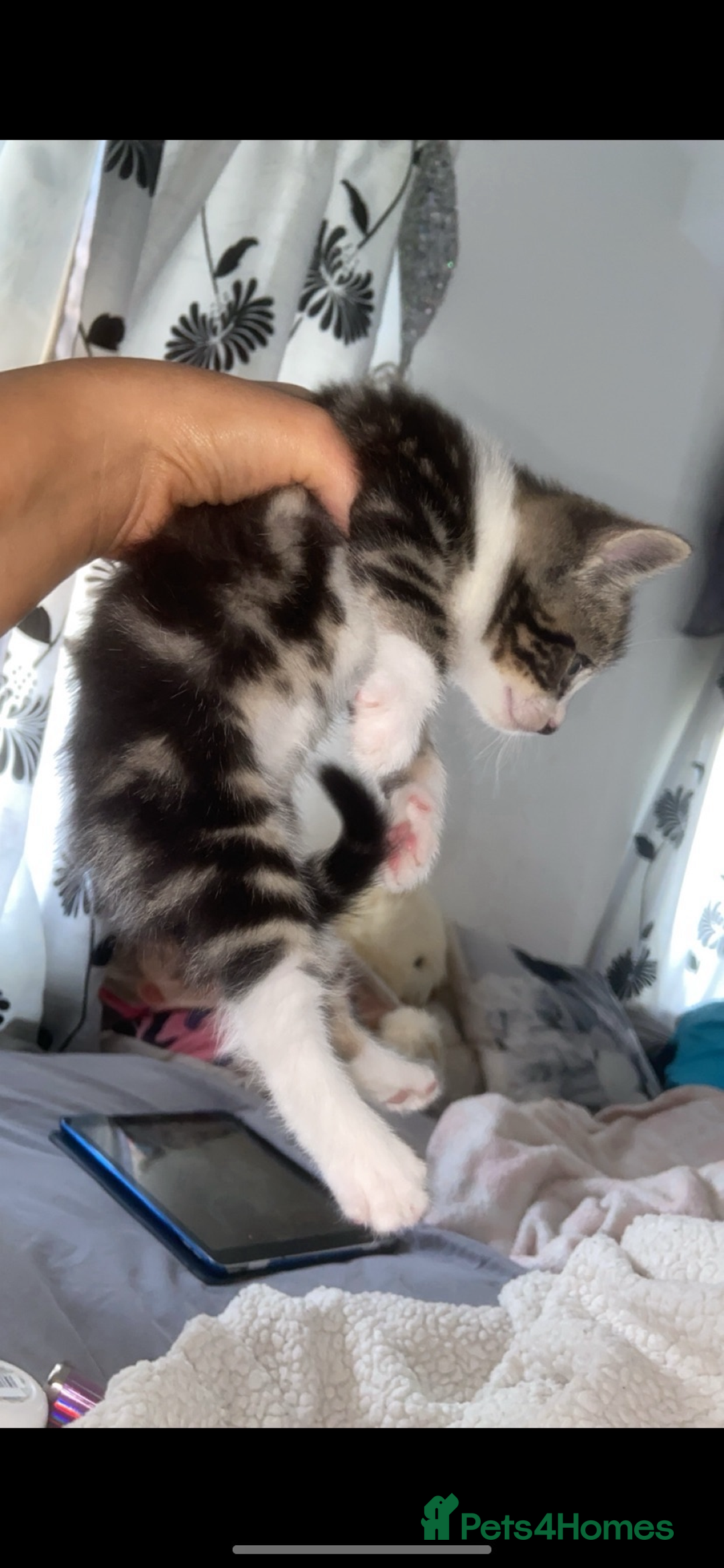 Bengal cats for sale: 4 x Beautiful Bengal Mixed Babies - Advert 11