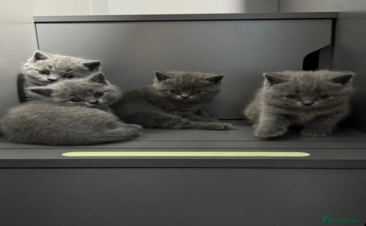 British Shorthair cats - Advert 1