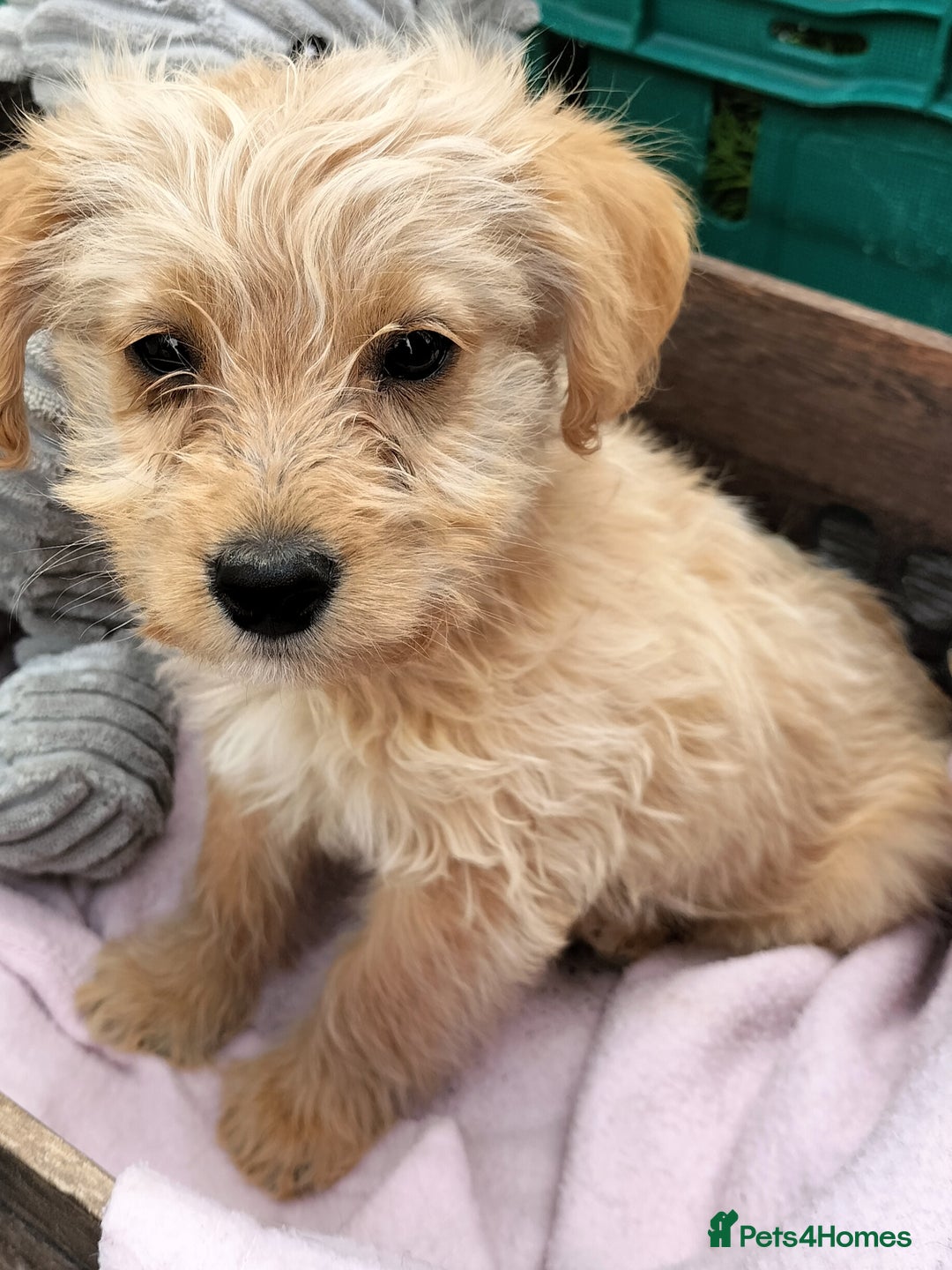Labradoodle dogs for sale: Miniature Labradoodle puppies  - Image 11