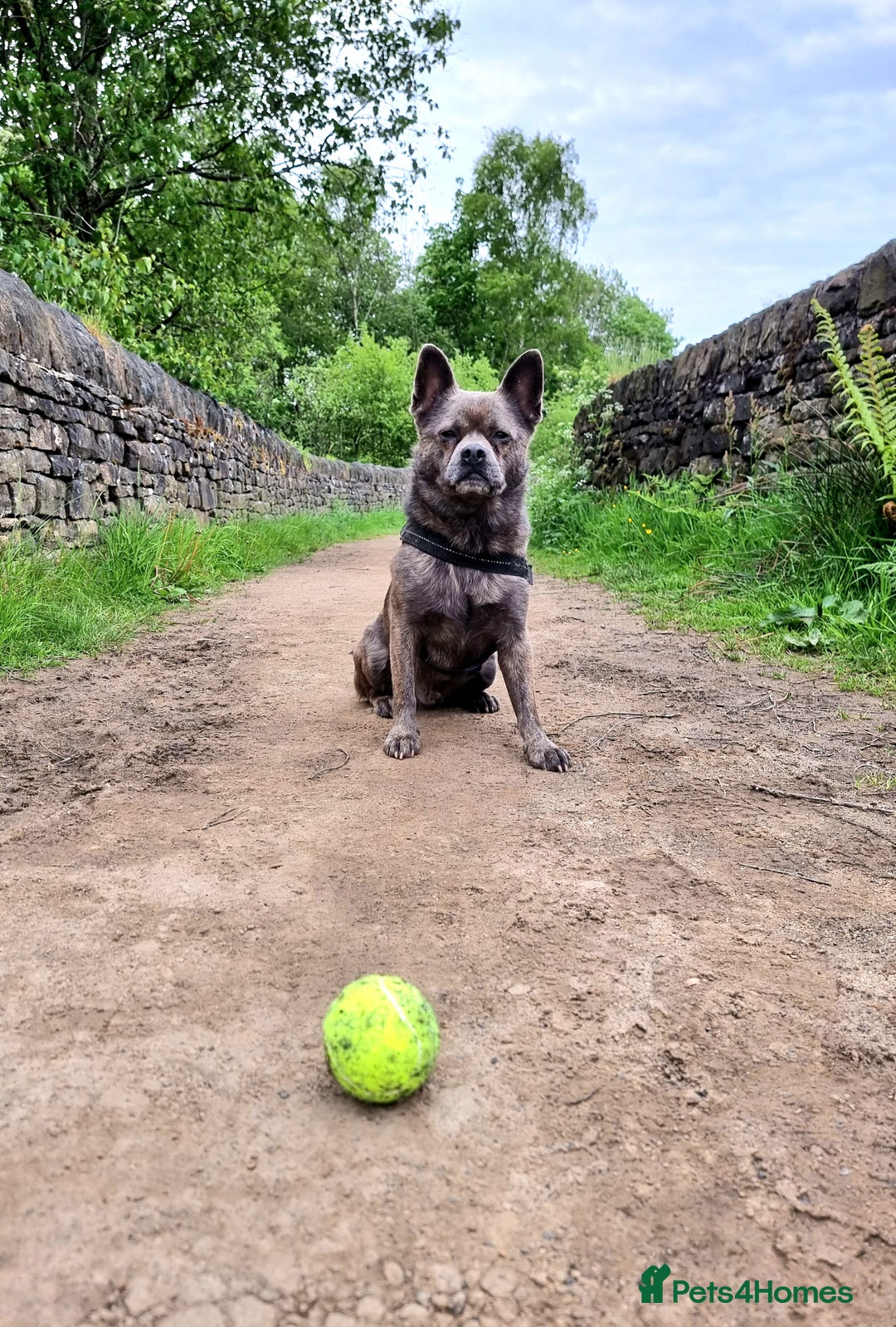 Mixed Breed dogs for sale: Ronnie  - Advert 2