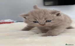 British Shorthair cats for sale: 2 LITTERS GCCF HEALTH TESTED BSH KITTENS - Image 10