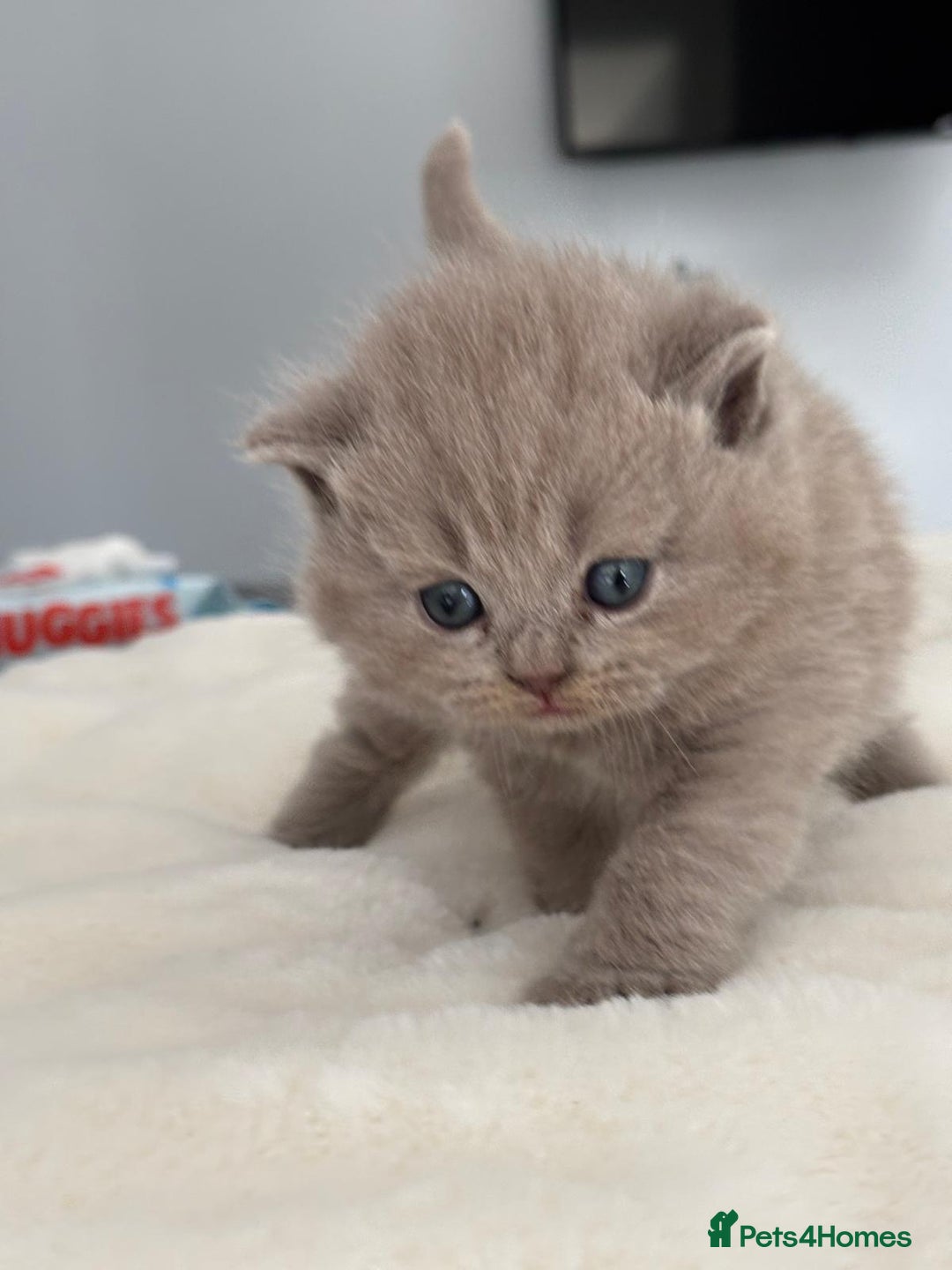 British Shorthair cats for sale: 2 LITTERS GCCF HEALTH TESTED BSH KITTENS - Image 10