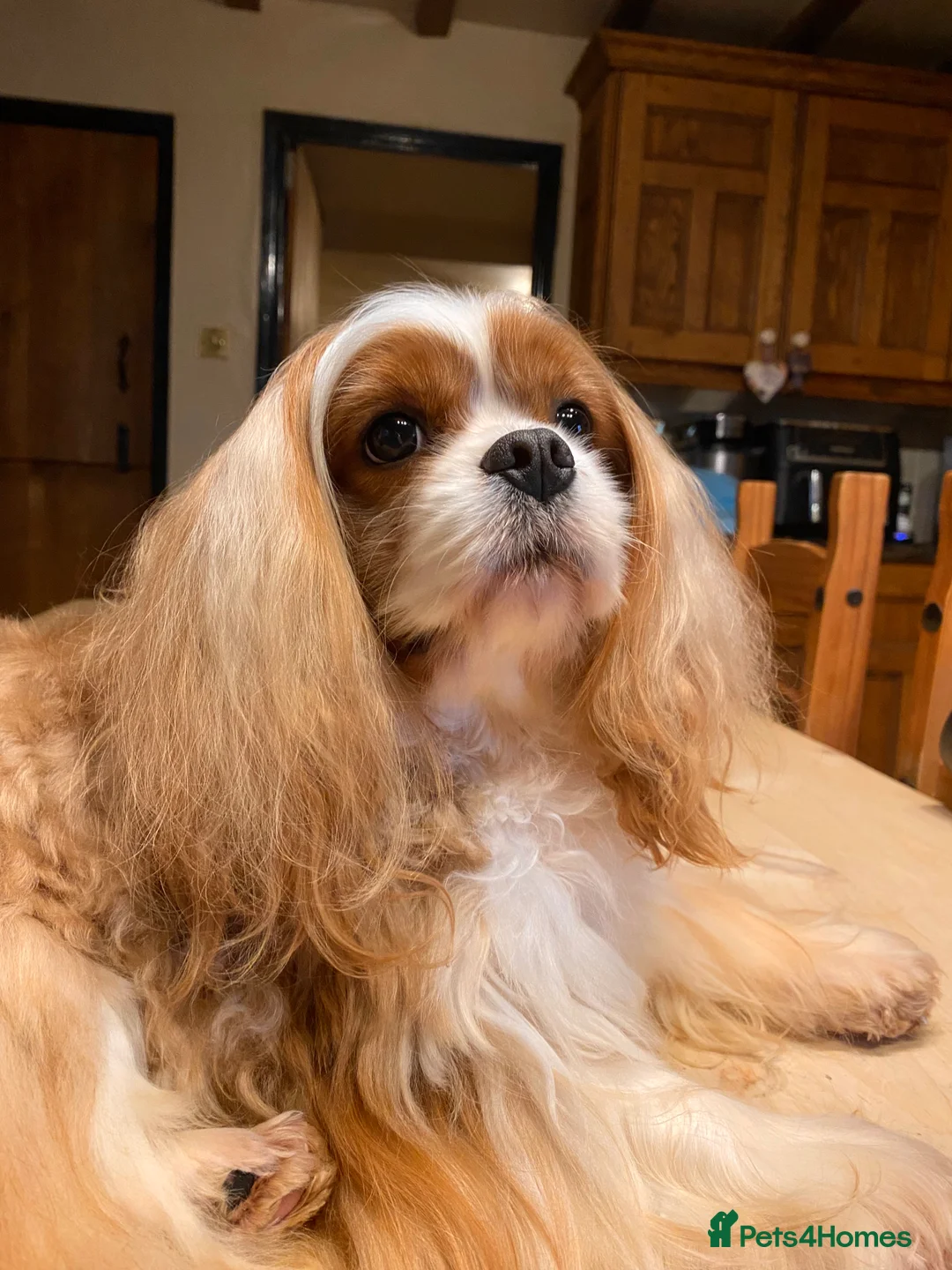 Cavalier King Charles Spaniel dogs for stud: Stunning Cavalier Stud, Elite Import. in Market Drayton - Advert 4