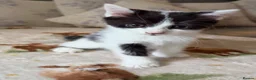 Mixed Breed cats for sale: 4 adorable kittens  - Advert 7