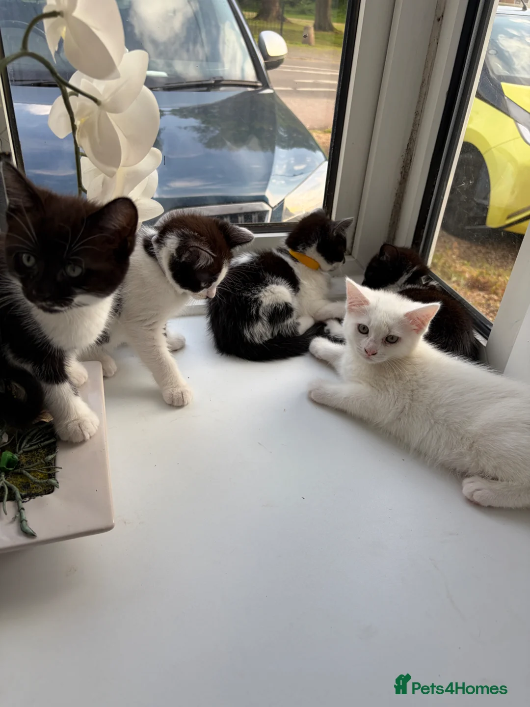 Mixed Breed cats for sale: Kittens looking for a lovely family  - Advert 11