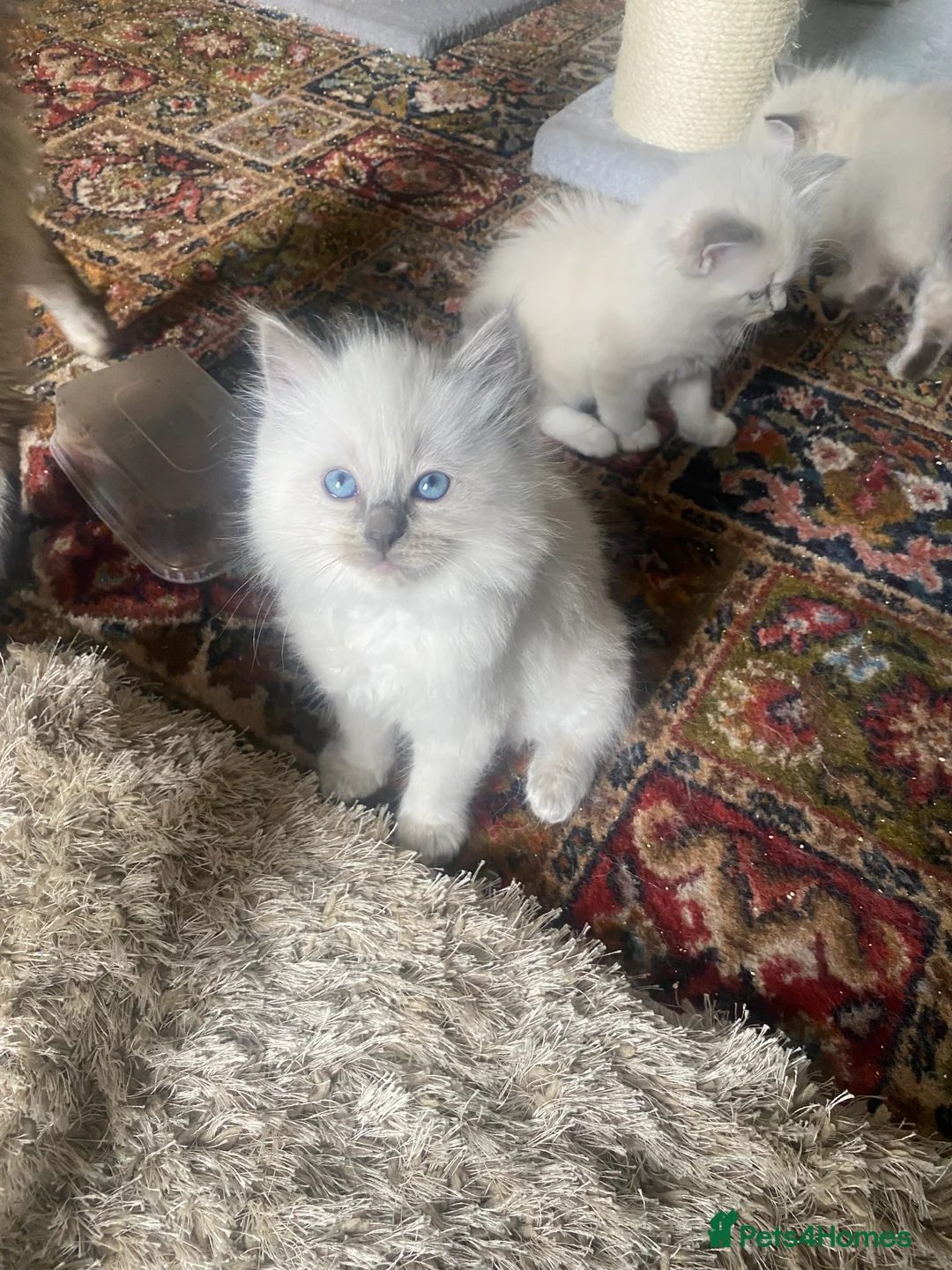 Ragdoll cats for sale: Gccf registered ragdoll kittens  - Advert 2