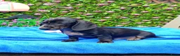 Dachshund dogs for sale: FULLY VAX READY NOW QUAILTY MINI KC Reg PRA CLEAR  - Advert 13
