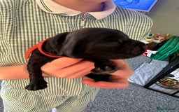Cocker Spaniel dogs for sale: Beautiful Cocker Spaniel Puppies - Image 14
