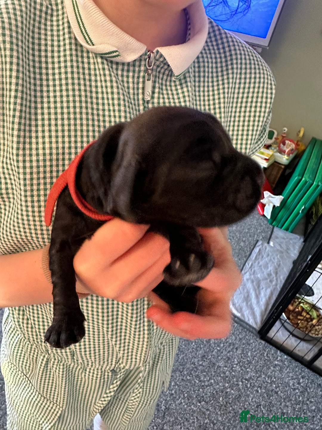 Cocker Spaniel dogs for sale: Beautiful Cocker Spaniel Puppies - Image 14