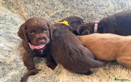 Cocker Spaniel dogs for sale: Beautiful cocker spaniel puppies  - Image 12