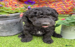 Australian Labradoodle dogs for sale: Australian Labradoodle - Image 6