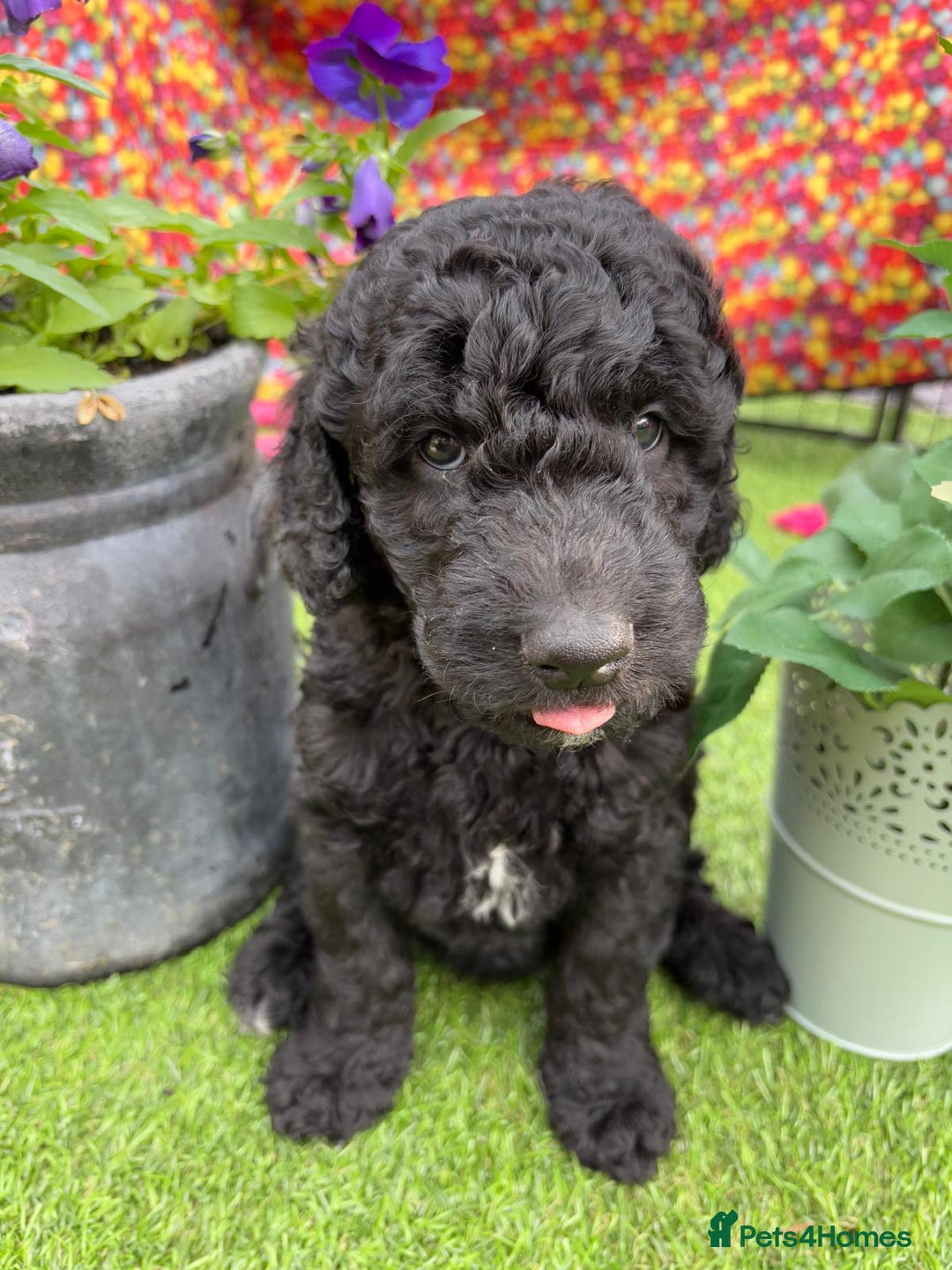 Australian Labradoodle dogs for sale: Australian Labradoodle - Image 6