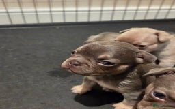 French Bulldog dogs for sale: Isabella & lilac & tan chunky frenchies - Advert 13