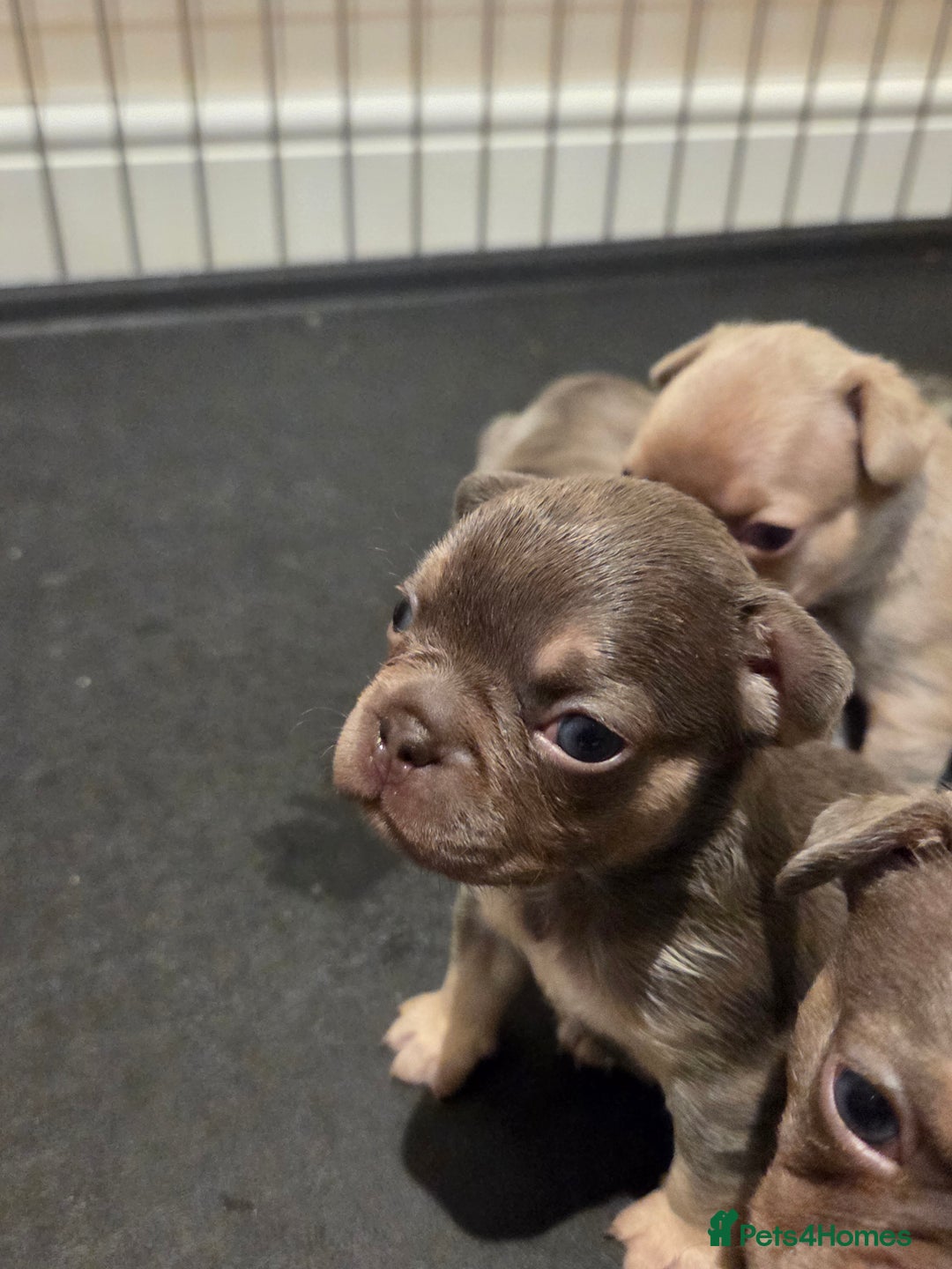 French Bulldog dogs for sale: Isabella & lilac & tan chunky frenchies - Advert 13