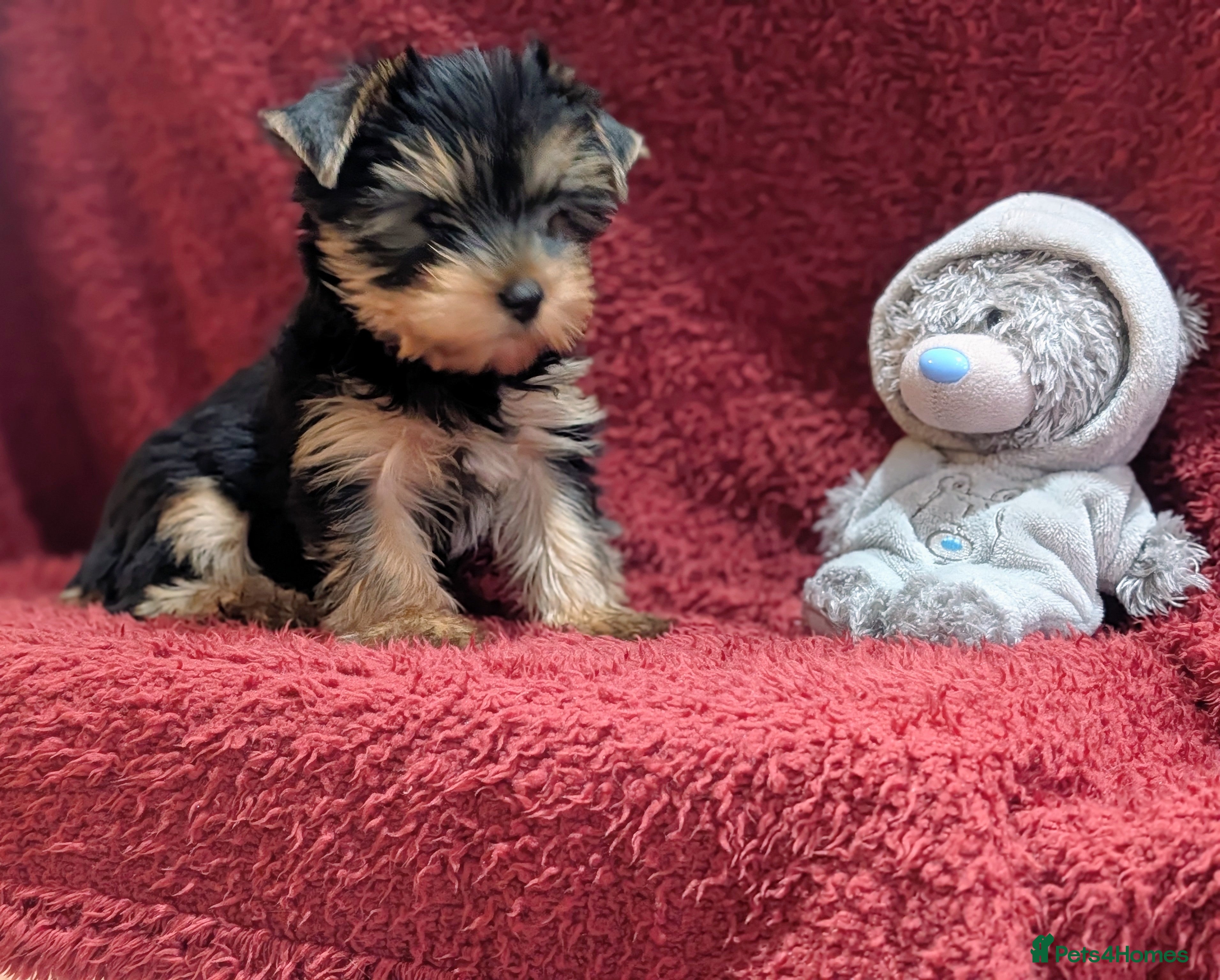 Yorkshire Terrier dogs Pedigree Yorkshire Terrier puppies ( last one) - Advert 13