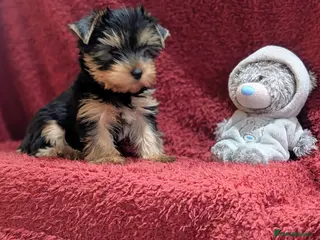Yorkshire Terrier dogs Pedigree Yorkshire Terrier puppies ( last one) - Advert 13