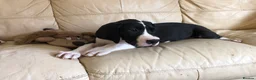 Great Dane dogs for sale: Lovely Damarkann Great Dane Puppies - Advert 8