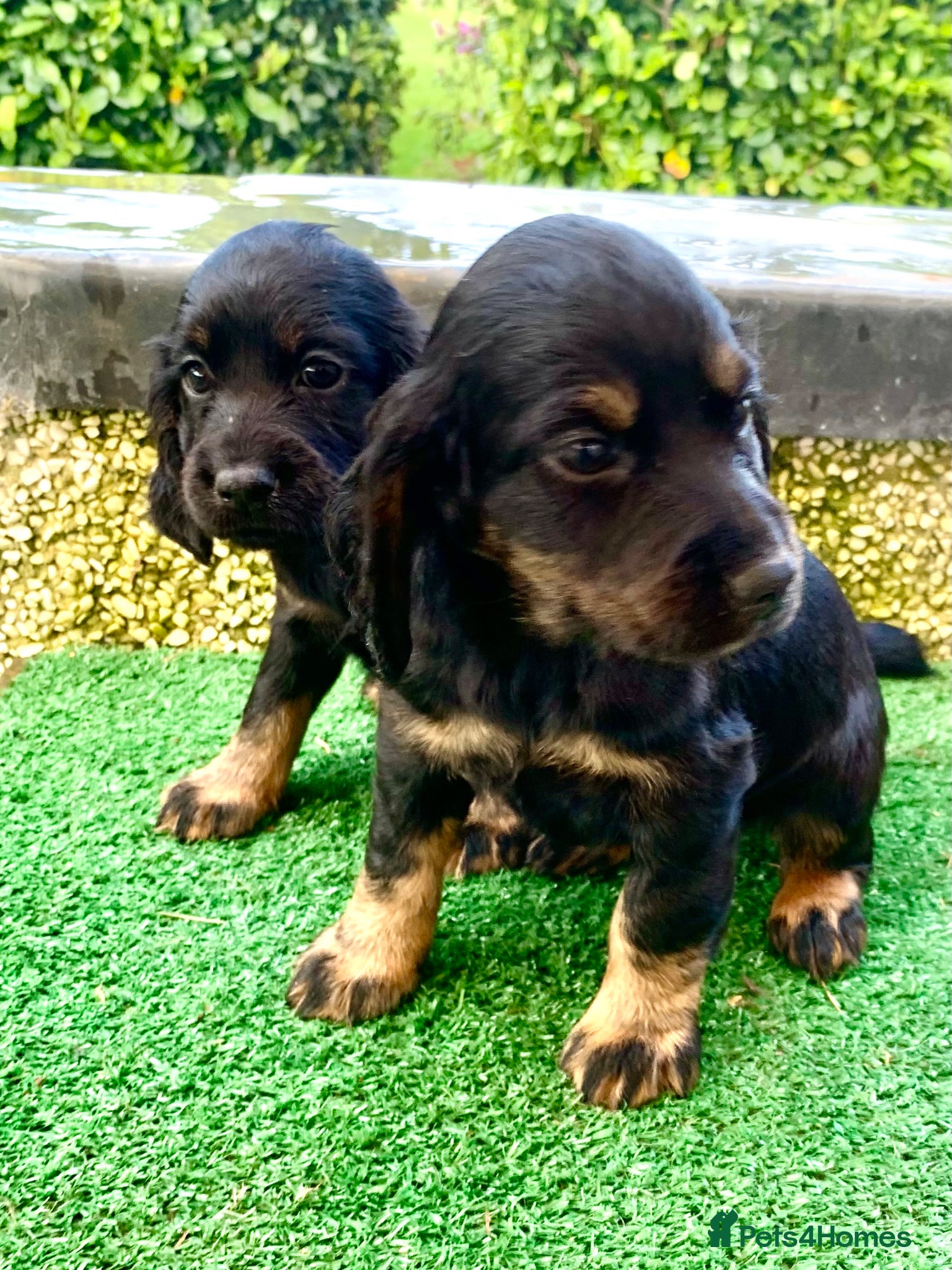 Cocker Spaniel dogs Sired from British Champion - Advert 7