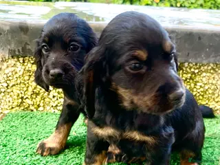 Cocker Spaniel dogs Sired from British Champion - Advert 4