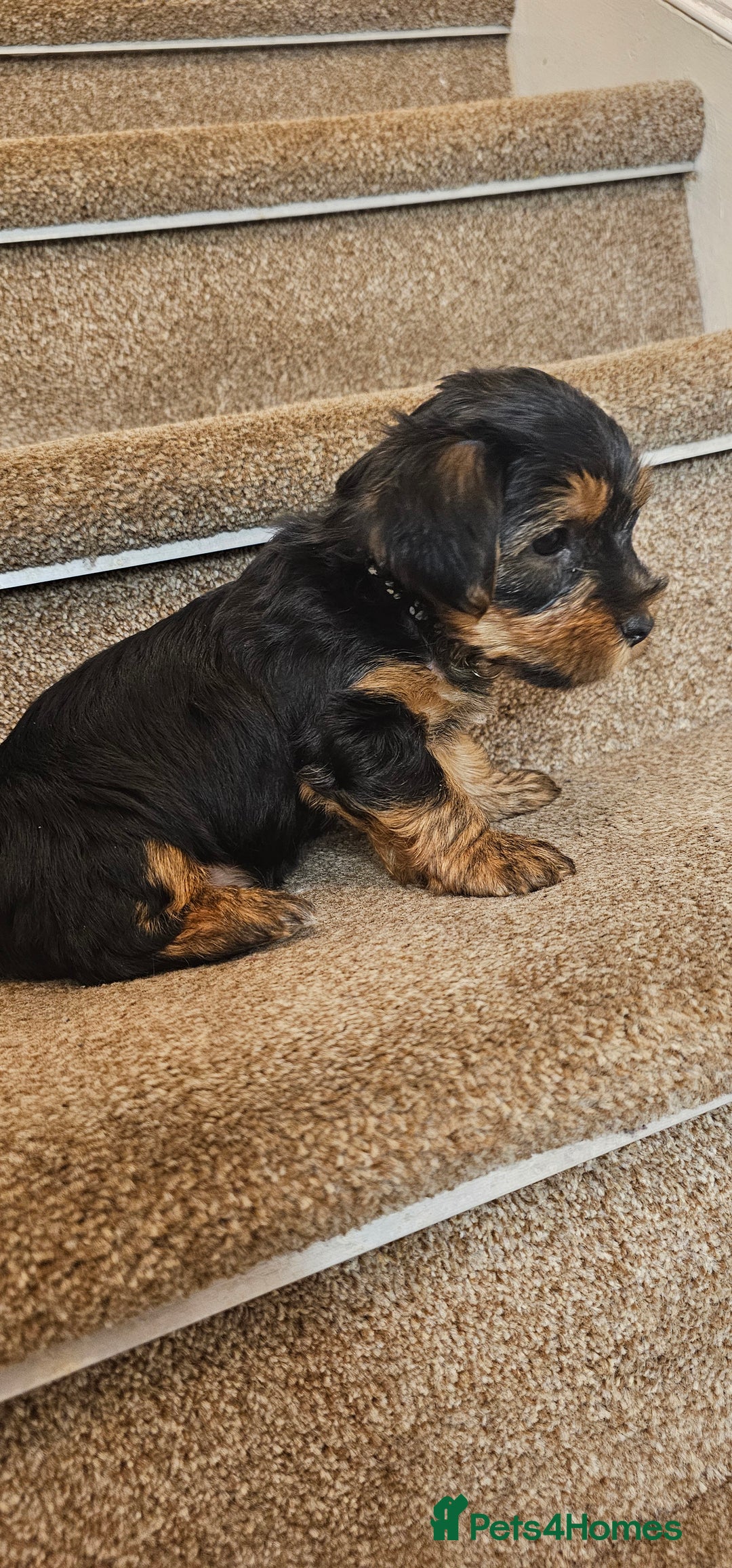 Yorkshire Terrier dogs for sale: Yorkshire Terrier puppies - Advert 35