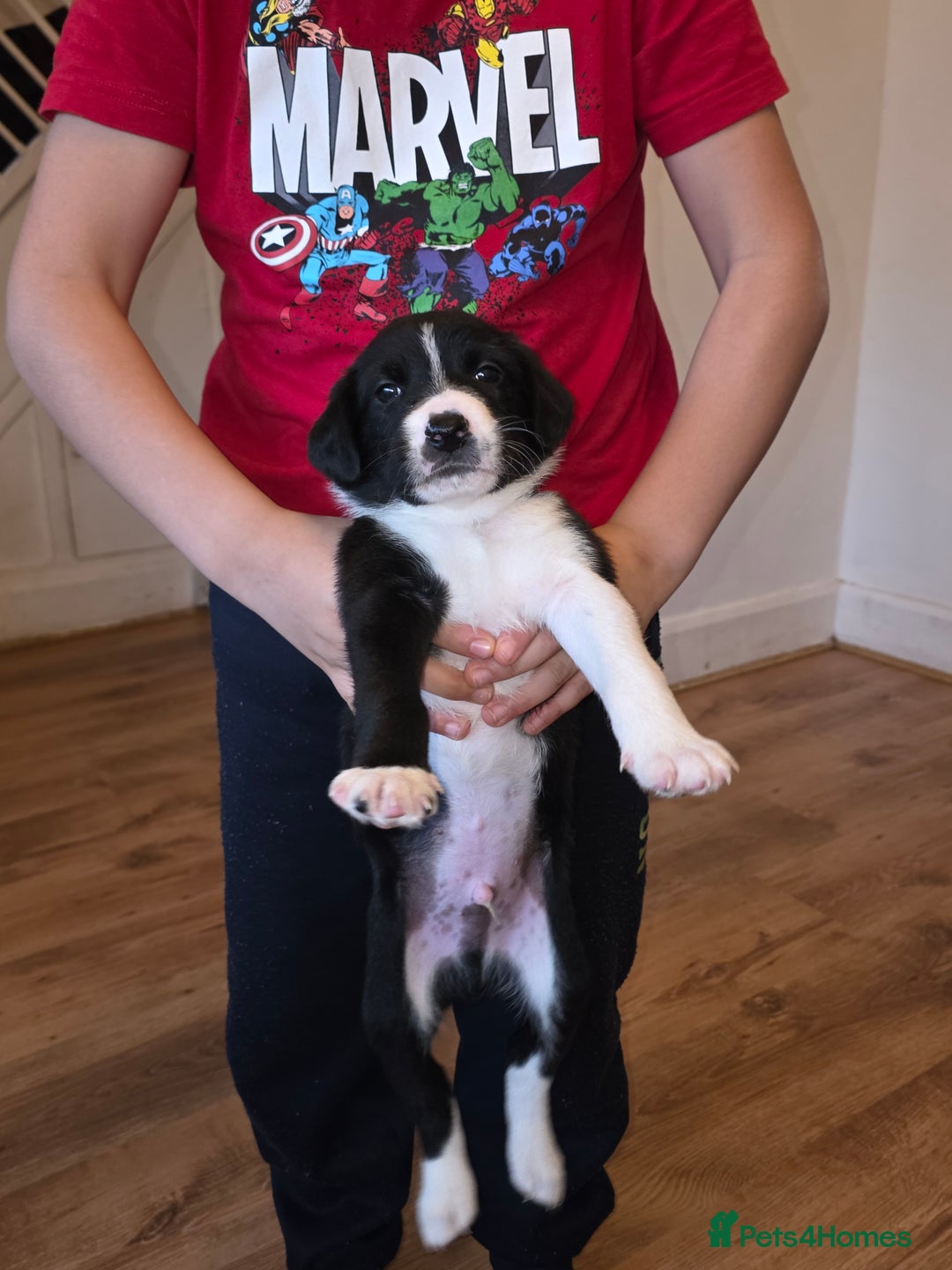 Mixed Breed dogs for sale: Puppies for sale - Advert 9