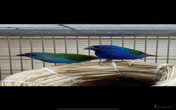 Finches birds for sale: Forbes parrot finches - Advert 1