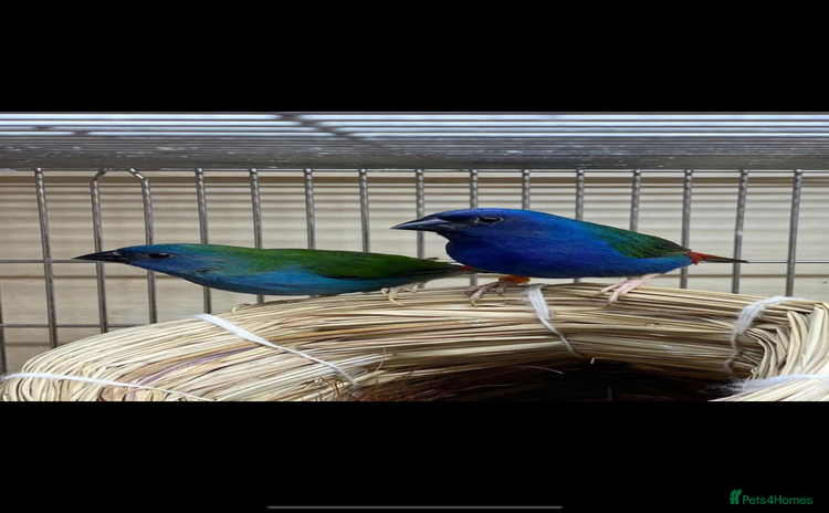 Finches birds Forbes parrot finches - Advert 9