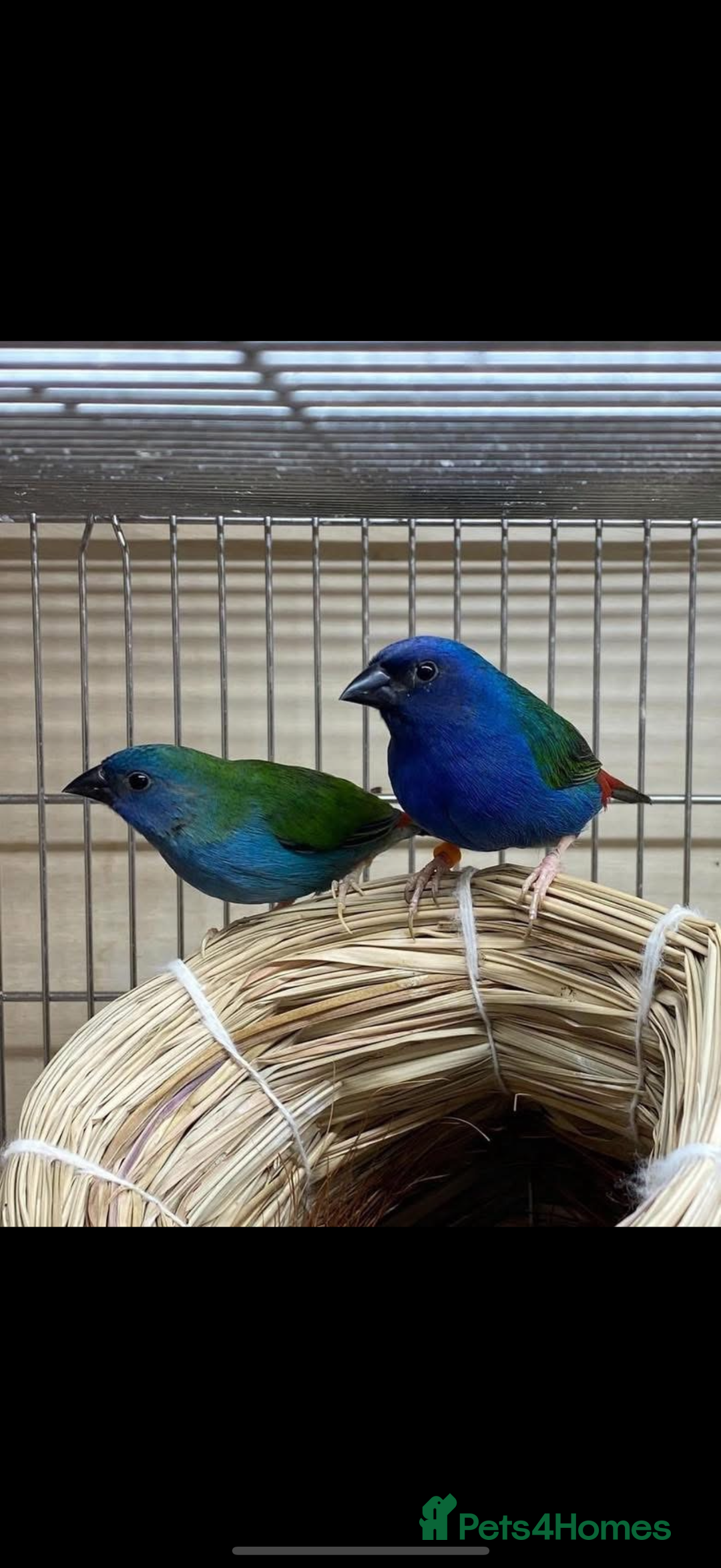 Finches birds for sale: Forbes parrot finches - Advert 1