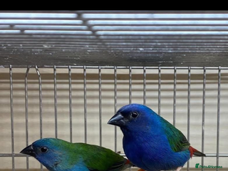 Finches birds Forbes parrot finches - Advert 1