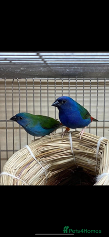 Finches birds Forbes parrot finches - Advert 1