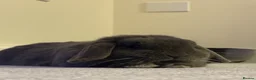Dwarf Lop rabbits for sale: Mini Dwarf Lop  in Middlesbrough - Advert 4
