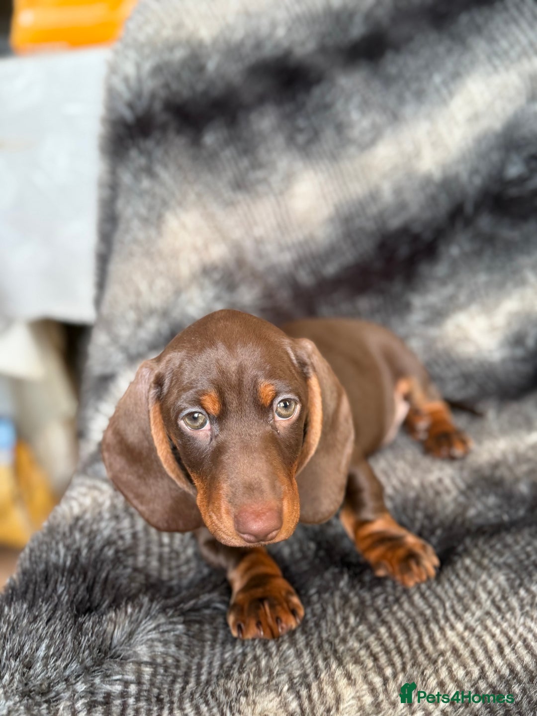 Miniature Dachshund dogs for sale: KC Registered Miniature Shorthaired Dachshund - Advert 22