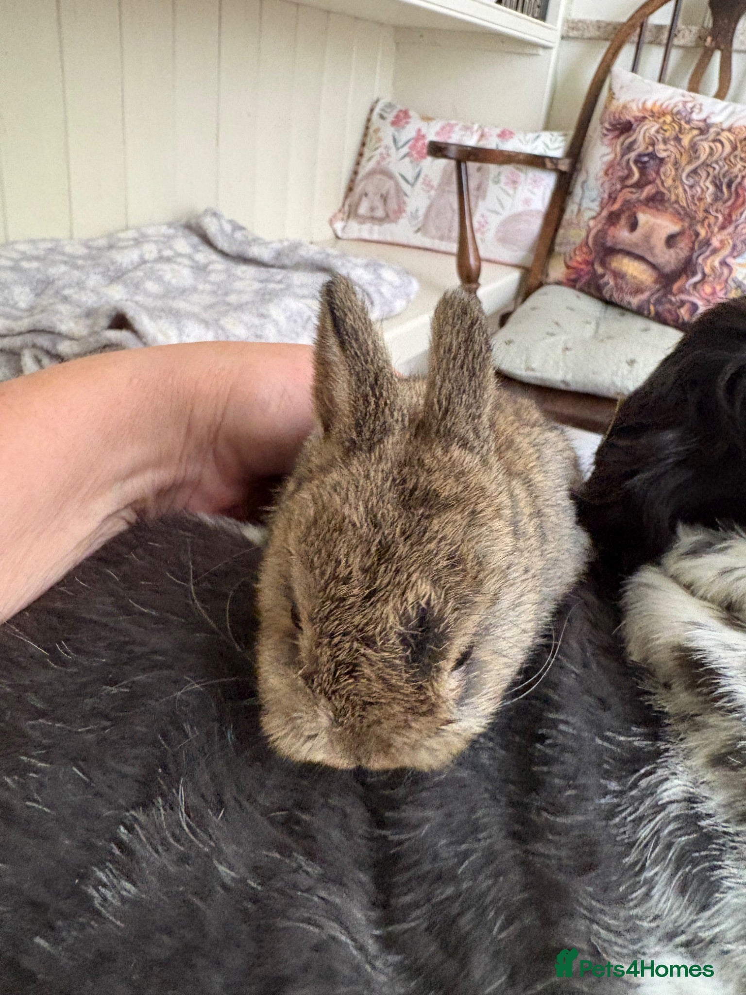 Mini Lop rabbits Mini lops-raised indoors-vaccinated  - Advert 2