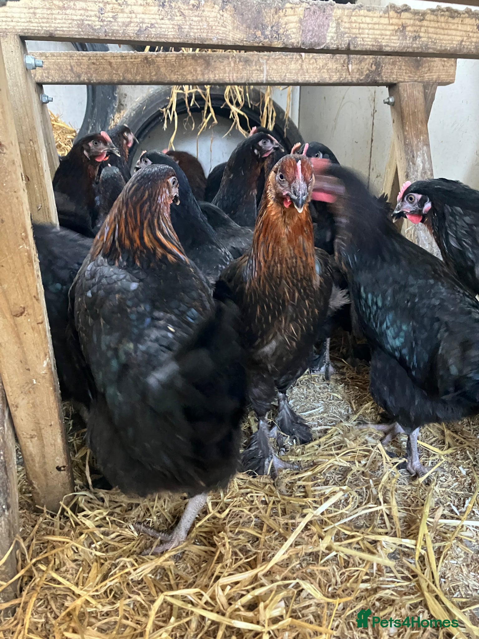 Chickens poultry Point of lay hens copper black Moran hens  - Advert 1