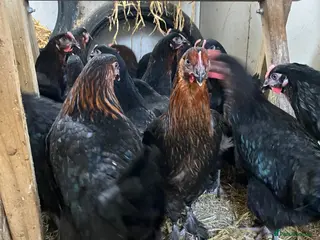 Chickens poultry Point of lay hens copper black Moran hens - Advert 1