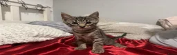 Mixed Breed cats for sale: Beautiful Male Kittens 🥰 in Dartford - Advert 5