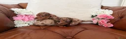 Miniature Dachshund dogs for sale: Beautiful Miniature Dachshund Dapples & Cream  - Advert 13