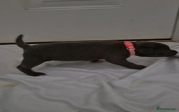 Staffordshire Bull Terrier dogs for sale: Blue staffs for sale £900 - Image 10
