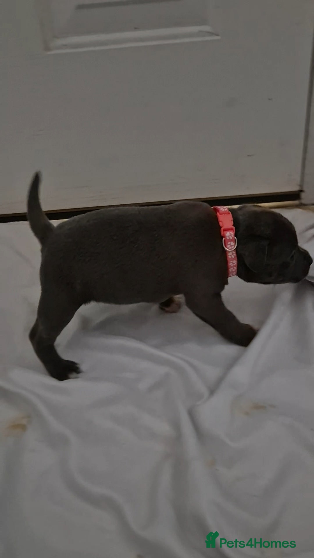 Staffordshire Bull Terrier dogs for sale: Blue staffs for sale £900 - Image 10